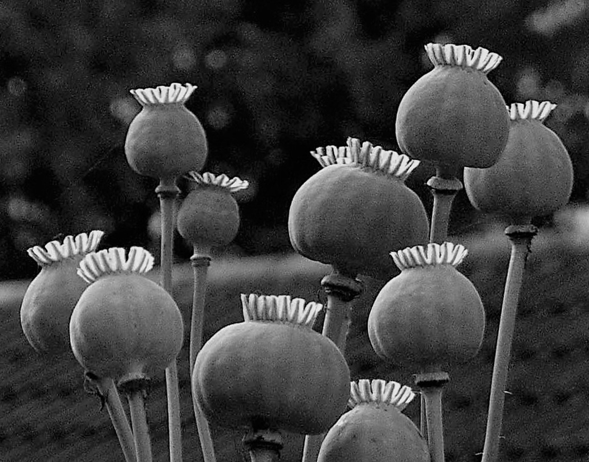 20 Poppy seed heads